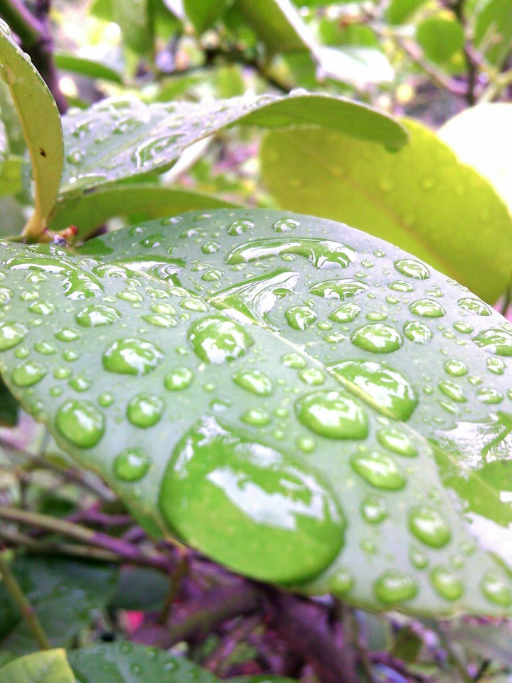 Drops