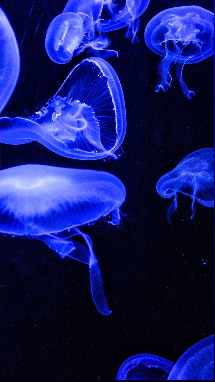 jellyfish