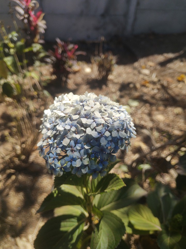 flores