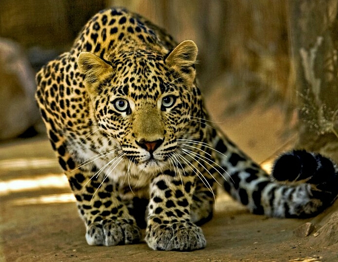 Leopard
