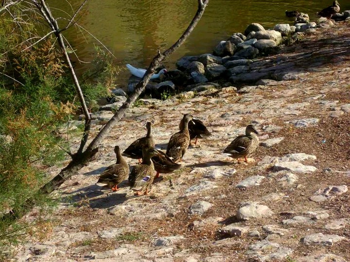 Ducks