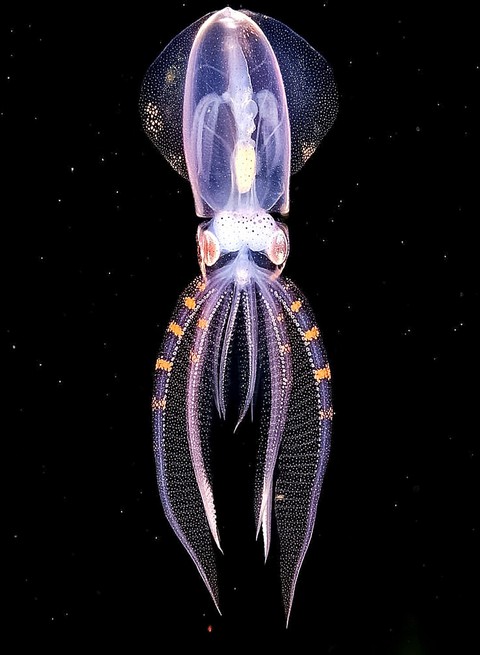 A Diamond ? Squid