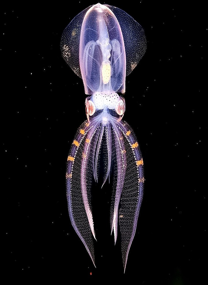 A Diamond ? Squid