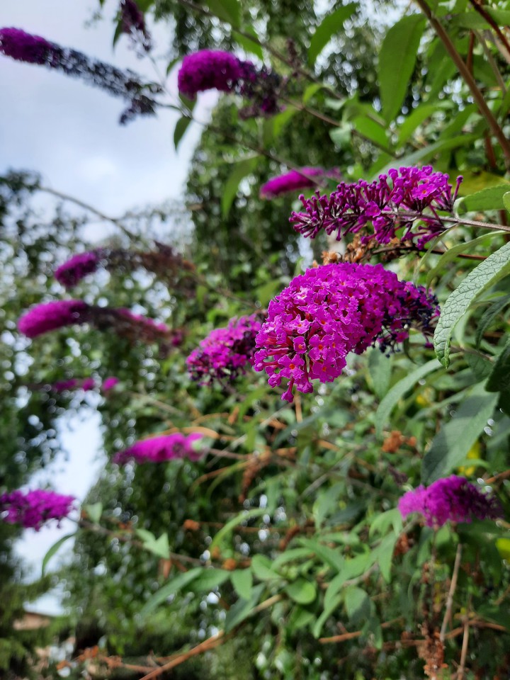 purple