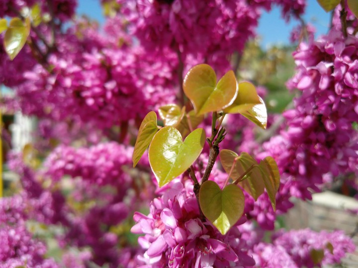 young leaves