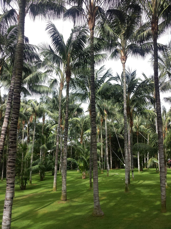 Tenerife loro park