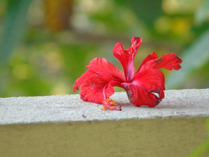 flower...