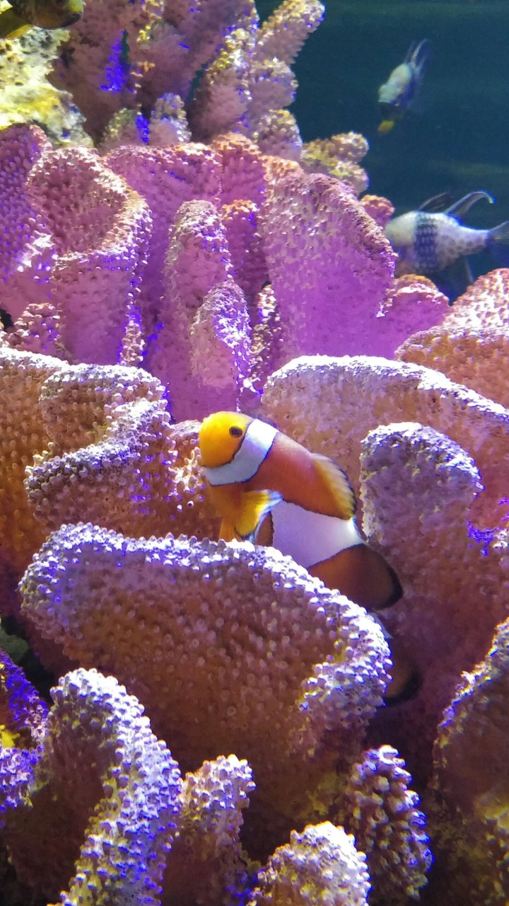 fish