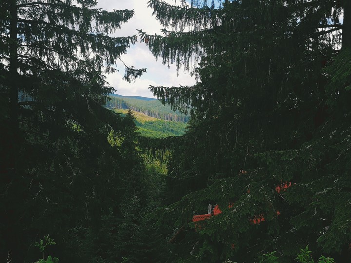 The life behind the trees