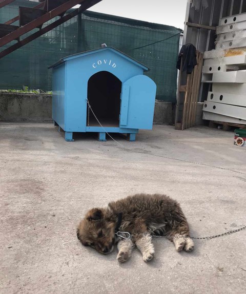papéis de parede felidae, shed