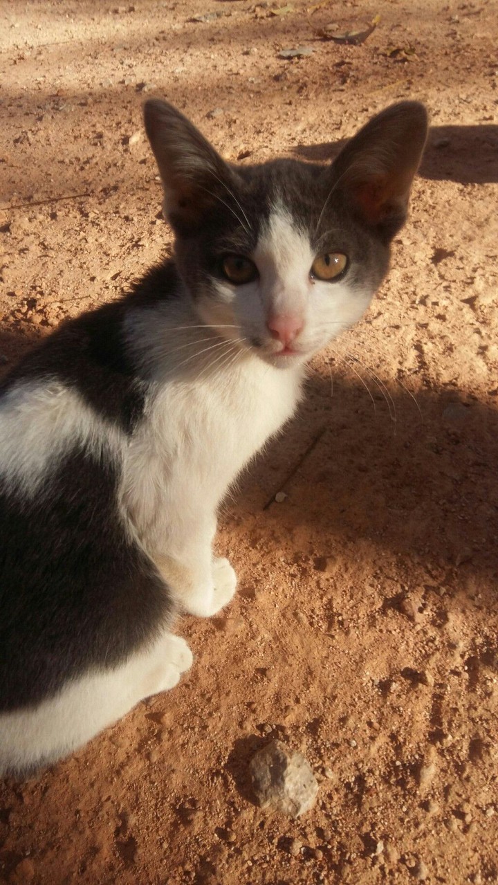 cat