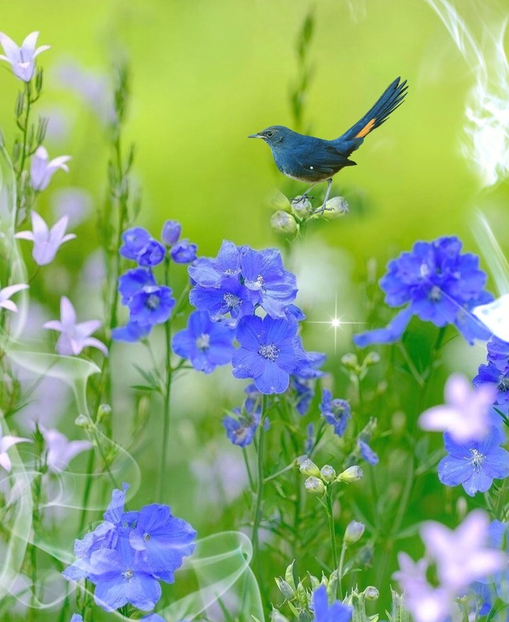 in the meadow...