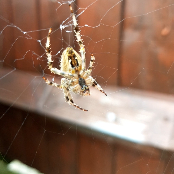 Spider in London