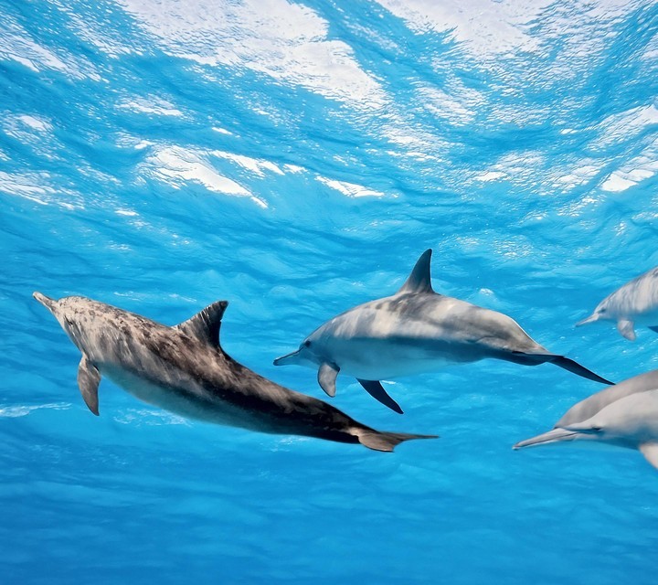 dolphins