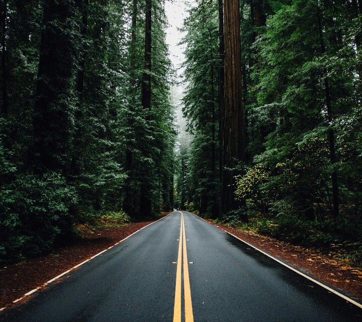 forest road