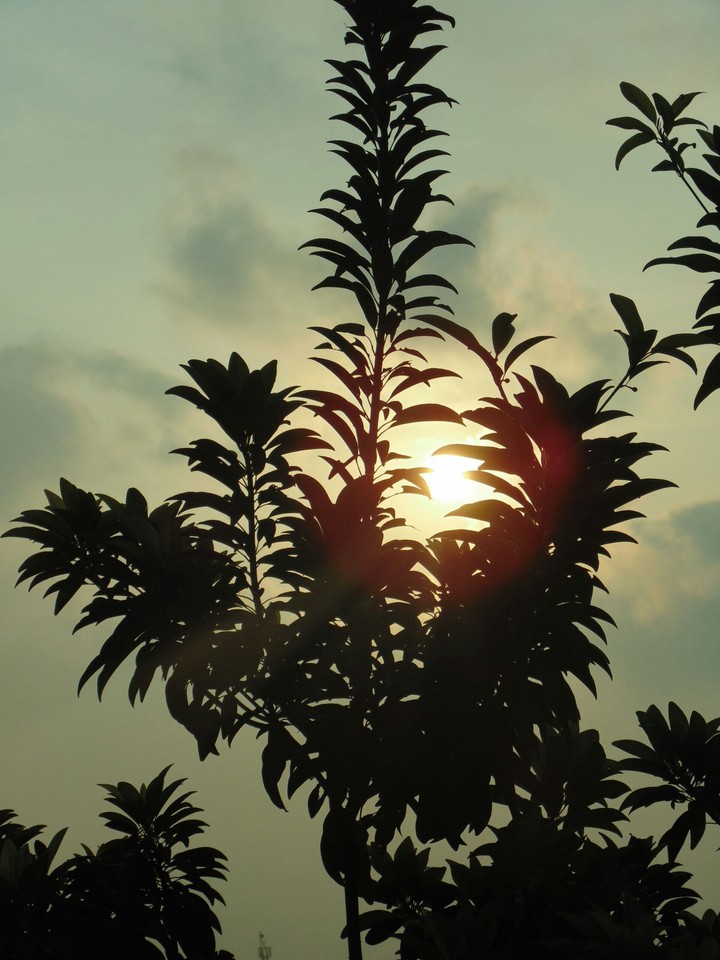 Sunrise through brances Vin