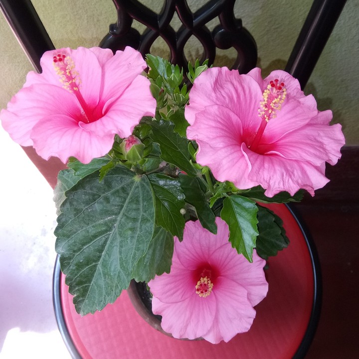Flower-passion