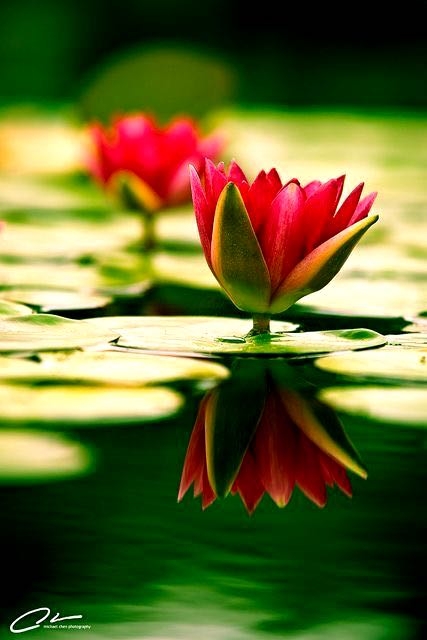 Flower at water