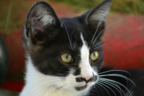 cucciolo