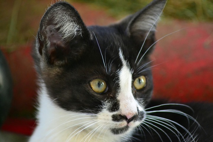 cucciolo
