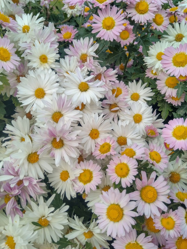 Marguerite/Marguerite Daisy