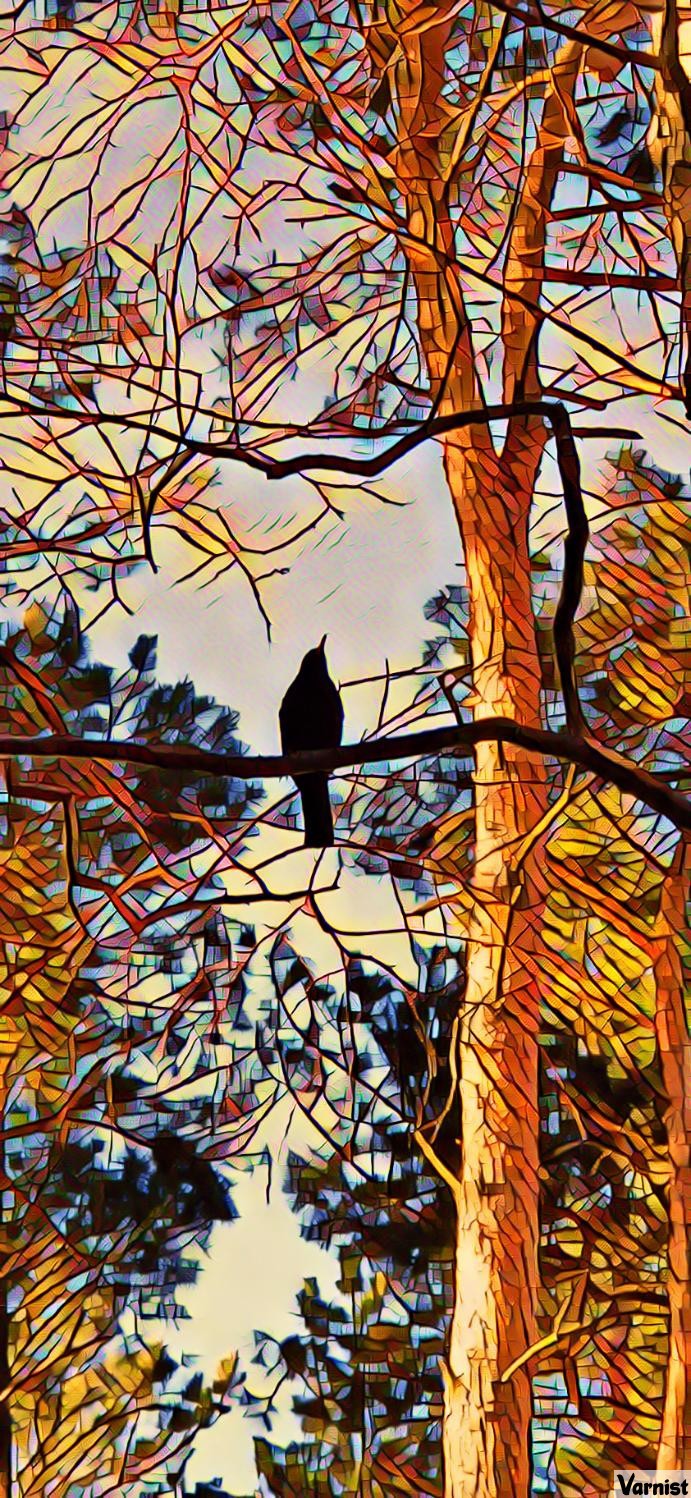 bird