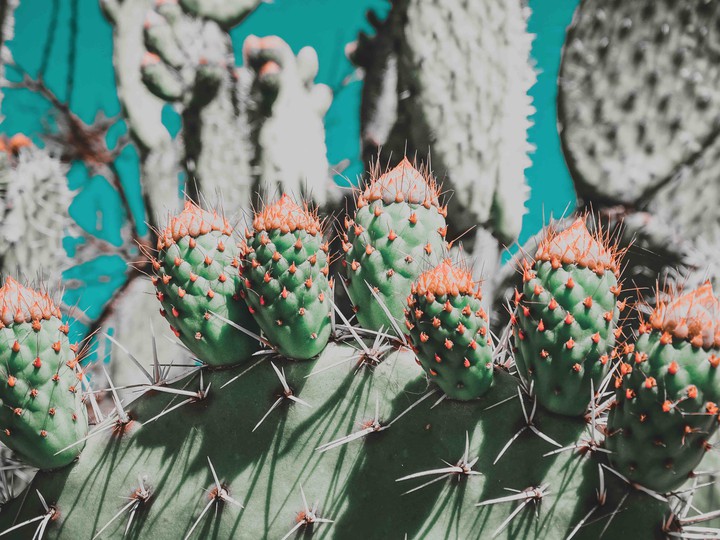 nopal
