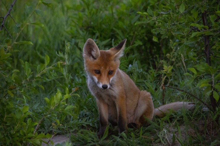 cute fox...