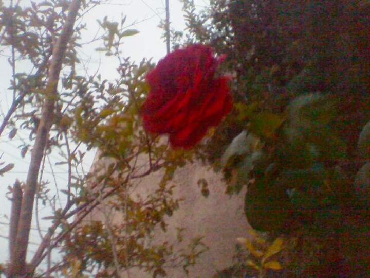 Rose