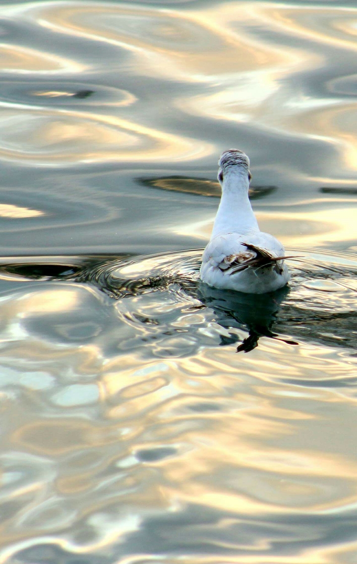 seagull