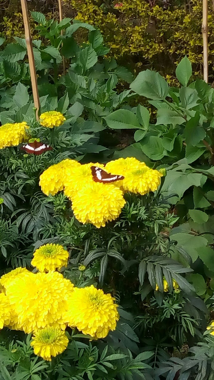 Flower with fly