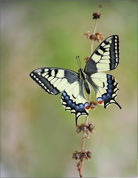 butterfly