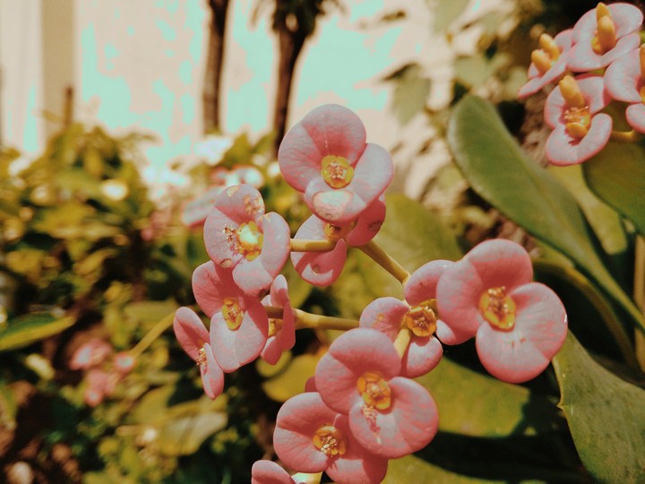 ma garden