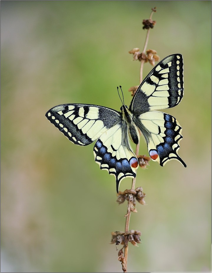 butterfly