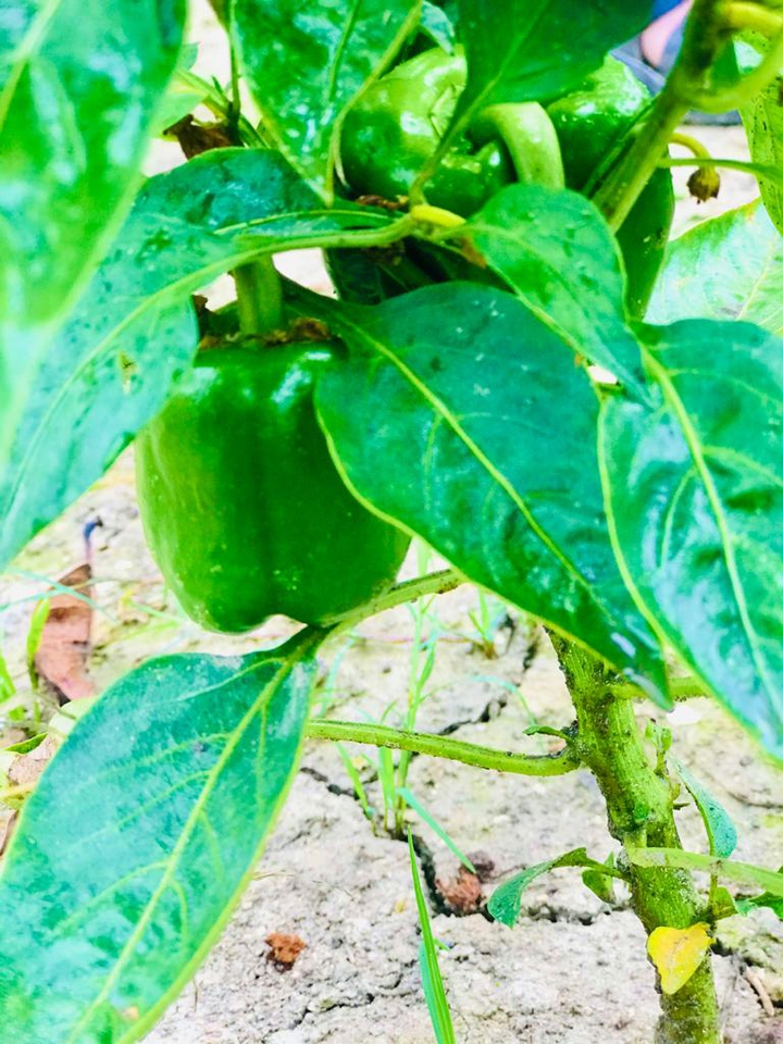 capsicum