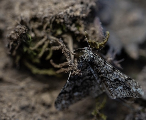 wing, insect壁紙