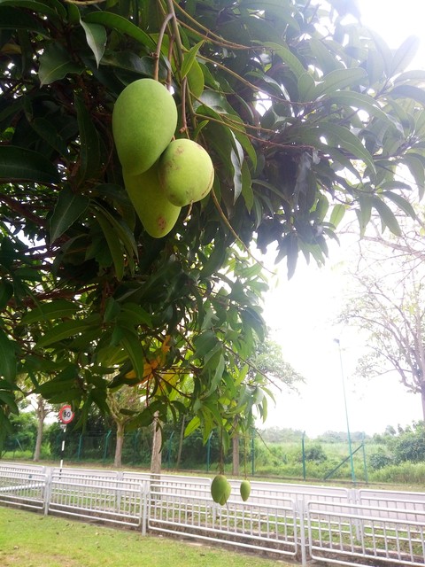 Mango
