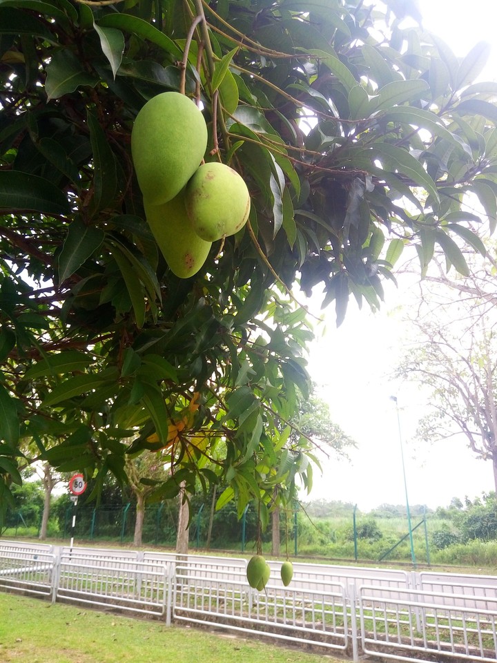 Mango