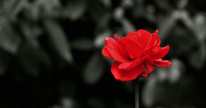 rose