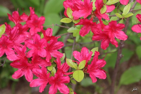 plant, pink háttérképek