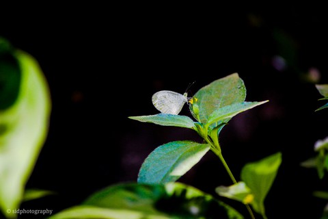 butterfly
