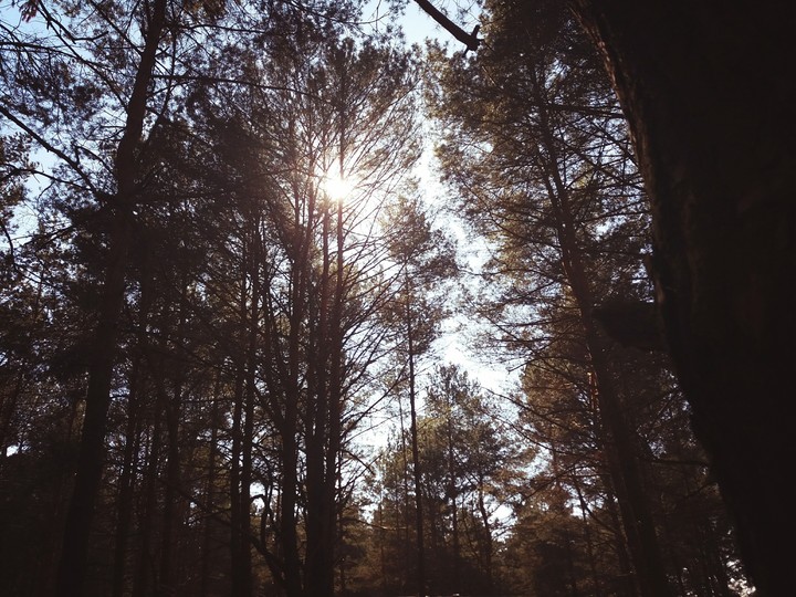 Polish forest