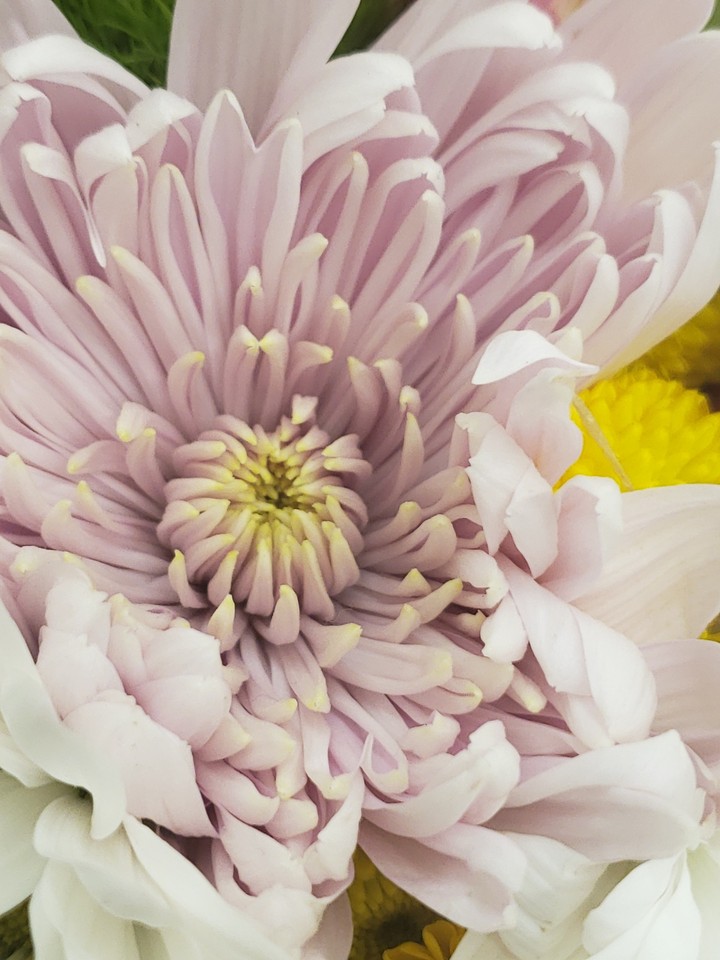 Bloom