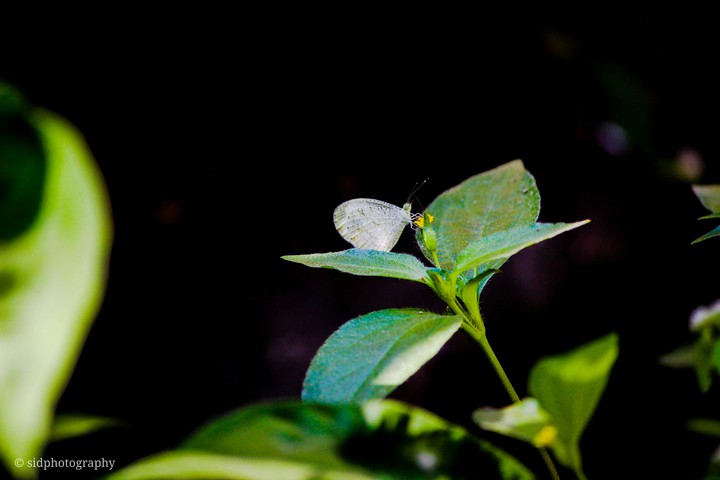 butterfly