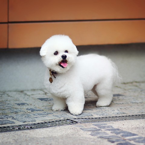 cute puppy
