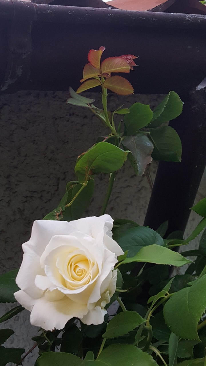 white rose