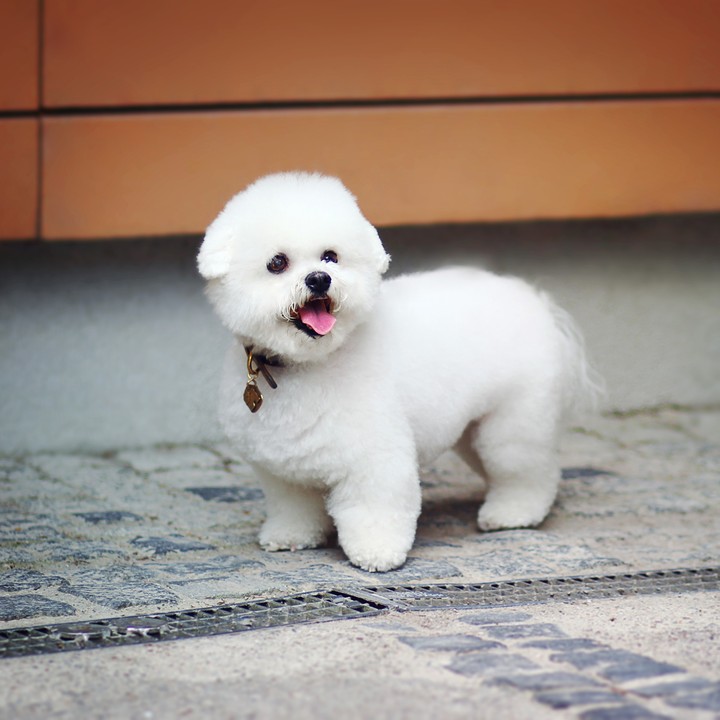 cute puppy
