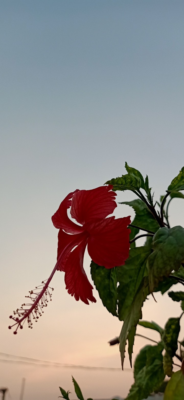 Lily 2