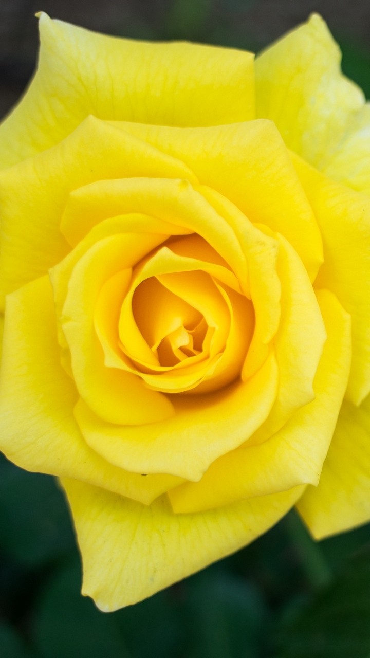 rose golden