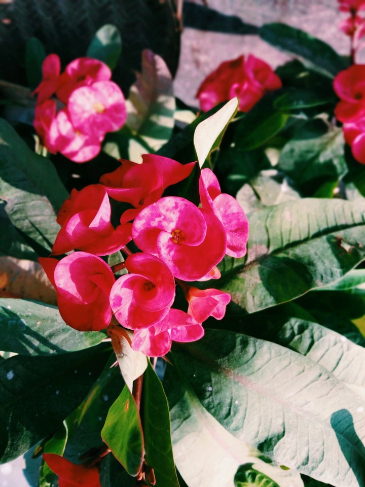 Beautiful Flowers